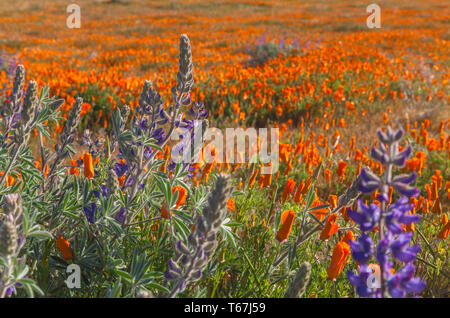 Soda uva Fiori di lupino con California poppies in background, Antelope Valley California Poppy Reserve, Stati Uniti, in primavera. Foto Stock