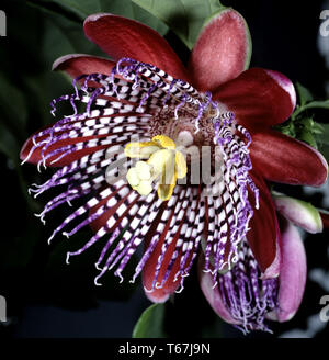 Fragranti granadilla o wingstem fiore della passione (passiflora alata) Foto Stock