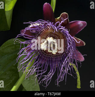 Fragranti granadilla o wingstem fiore della passione (passiflora alata) Foto Stock