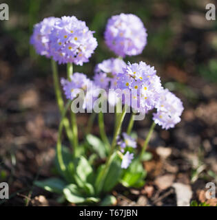 La molla viola primula fiore nel giardino. Primula denticulata Foto Stock