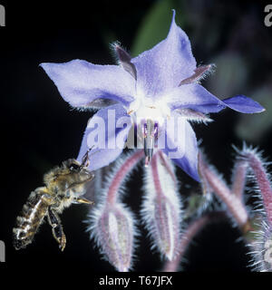 La borragine, stella fiore, bee pane [borragine officinalis / Echium amoenum] Foto Stock