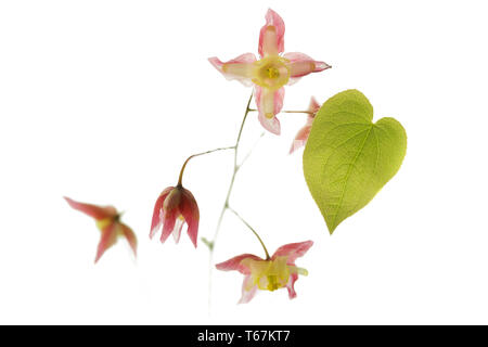 Barrenwort alpina [Epimedium alpinum] Foto Stock