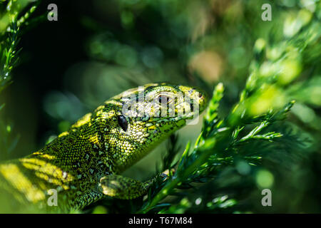 Voce maschile Lacerta agilis Biacco rettile animale ritratto Macro Close-up Foto Stock