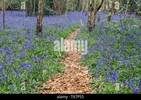 Sentiero frondoso attraverso inglese nativo Bluebells crescendo in un deciduo Bluebell legno in primavera. West Stoke, Chichester, West Sussex, in Inghilterra, Regno Unito, Gran Bretagna Foto Stock