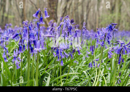 Inglese nativo Bluebells crescendo in un Bluebell legno in primavera. West Stoke, Chichester, West Sussex, in Inghilterra, Regno Unito, Gran Bretagna Foto Stock