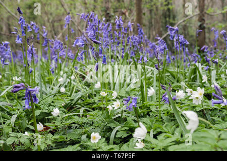 Il legno di anemoni Anemone nemorosa , a fiorire con nativo Bluebells inglese in un Bluebell legno in primavera. West Stoke Chichester West Sussex England Regno Unito Foto Stock