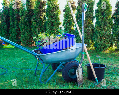 Carriola riempito con rami, giardinaggio in primavera, pala, benna in giardino Foto Stock