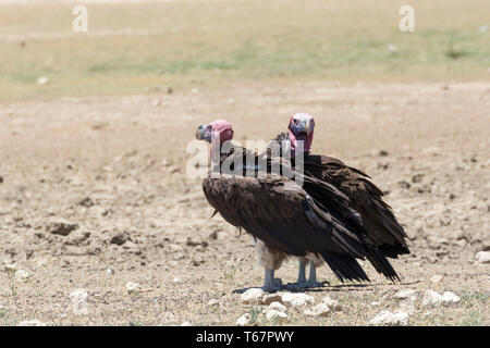 Falda-di fronte gli avvoltoi (Torgos tracheliotos tracheliotos) Kgalagadi Parco transfrontaliero, il Kalahari, Northern Cape Sud Africa. IUCN specie in via di estinzione. Foto Stock