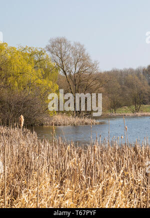 L'immagine di alberi di lakeside creando una sensazione primaverile di questo lago shot su una bella giornata in melton mowbray, leicestershire, Inghilterra, Regno Unito. Foto Stock