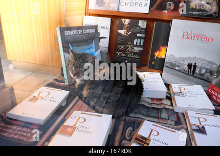 Tabby cat seduto addormentato in una finestra bookstore la vendita di libri di poesia e vari titoli internazionali a Porto Portogallo Europa KATHY DEWITT Foto Stock
