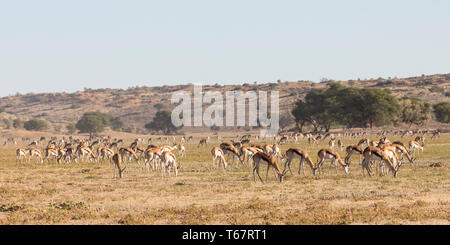 Grande mandria di springbok (Antidorcas marsupialis) pascolo a Alba a Mata Mata River, Kgalagadi Parco transfrontaliero, Northern Cape, il Kalahari, Sud Afri Foto Stock