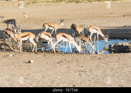 Springbok o Springbuck (Antidorcas marsupialis) allevamento di bere a Maria se Gat waterhole al tramonto Kgalagadi Parco transfrontaliero, il Kalahari, settentrionale C Foto Stock