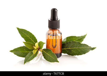 Bacche di alloro olio essenziale isolati su sfondo bianco. Bay olio in bottiglia di vetro con contagocce. Laurus nobilis Foto Stock