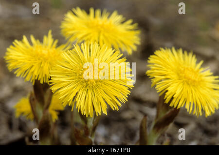 Coltsfoot, foalfoot, horsefoot (Tussilago farfara) Foto Stock