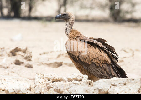 African White-backed vulture capretti Gyps africanus) Kgalagadi Parco transfrontaliero, il Kalahari, Northern Cape, Sud Africa. In pericolo critico IUCN Foto Stock