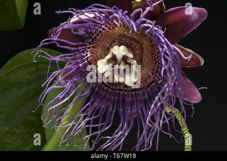 Fragranti granadilla o wingstem fiore della passione (passiflora alata) Foto Stock