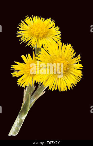 Coltsfoot, foalfoot, horsefoot (Tussilago farfara) Foto Stock