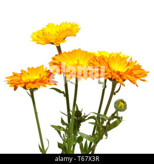 Tagete comune [Calendula officinalis] Foto Stock