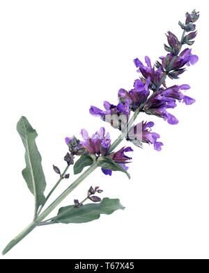 Comune di salvia, Salvia officinalis Foto Stock