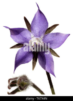 La borragine, stella fiore, bee pane [borragine officinalis / Echium amoenum] Foto Stock