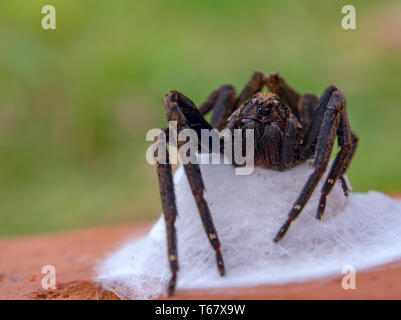 La fotografia macro di un big black wolf spider protegge il suo nido. Acquisite a montagne andine della Colombia centrale. Foto Stock