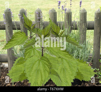 Ortica, Urtica dioica, Germania Foto Stock