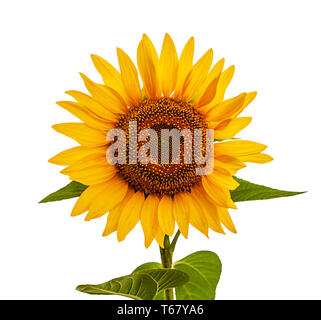 Girasole, isolato sul bianco. Giallo di olio di semi di fiore Foto Stock