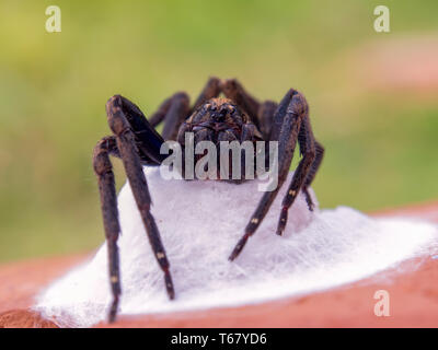 La fotografia macro di un big black wolf spider protegge il suo nido. Acquisite a montagne andine della Colombia centrale. (Centro) Foto Stock