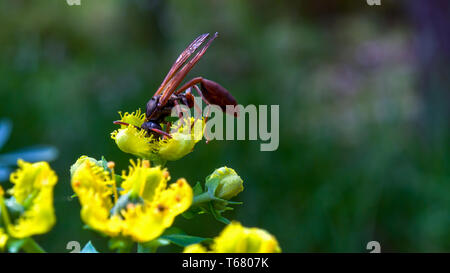 Fotografia di close-up di una molto grande carta wasp alimentazione comuni sulla rue fiori. Fotografato alla montagne andine della Colombia centrale. Foto Stock