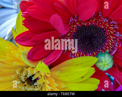 La fotografia macro di rosso e di giallo dei fiori di gerbera. Acquisite a montagne andine del sud della Colombia. Foto Stock