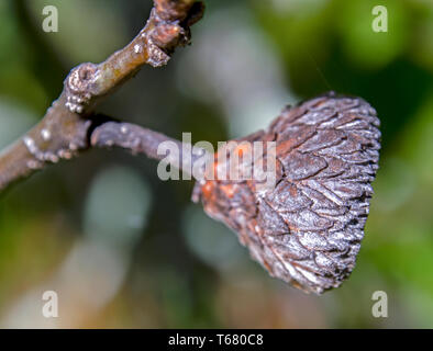 La fotografia macro di una ghianda cupule ancora attaccata al ramo. Foto Stock