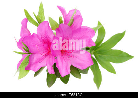 Foto di un fiore viola fiore di azalea isolati su sfondo bianco Foto Stock