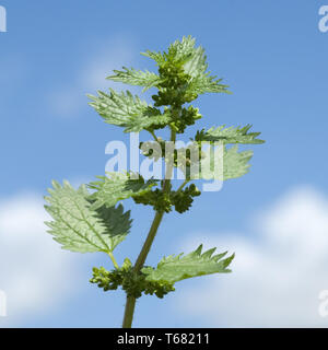 Annuale, Ortica Urtica urens Foto Stock