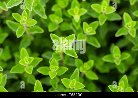 Origano fresco (Origanum vulgare) piante sullo sfondo Foto Stock