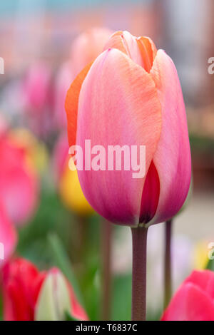 Tulipa. Rosa e Orange Tulip fiore in primavera Foto Stock