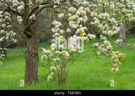 X pyrocydonia danielii albero in fiore in primavera. Regno Unito. Pera mela cotogna hybrid albero da frutta. Regno Unito Foto Stock