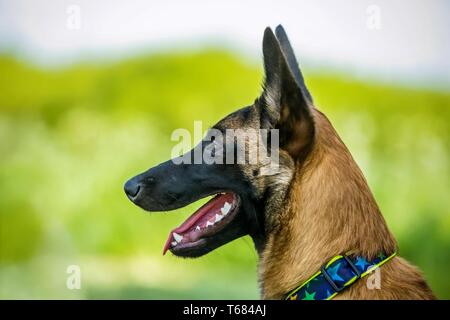 Nel ritratto di profilo di malinois cane con muso nero, lunghe orecchie e capelli castani, a bocca aperta, la linguetta rosa, denti bianchi, collare per cani. Giorno d'estate e di sole Foto Stock