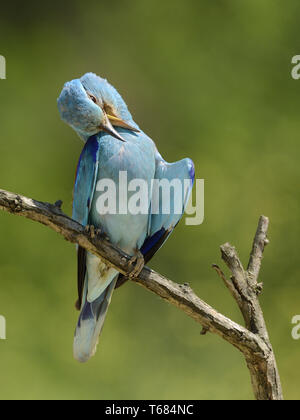 Rullo di europea, Coracias garrulus Foto Stock