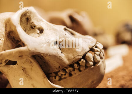 Cranio di una femmina di gorilla. Foto Stock