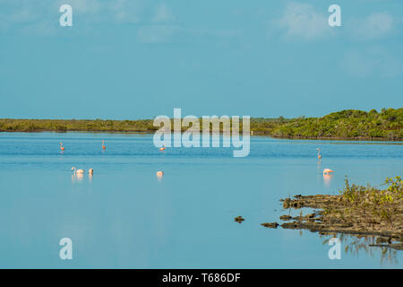 Fenicottero Americano (Fenicopterus Ruber) A Flamingo Pond, Ramsar Nature Reserve, North Caicos, Isole Turks E Caicos, Caraibi. Foto Stock