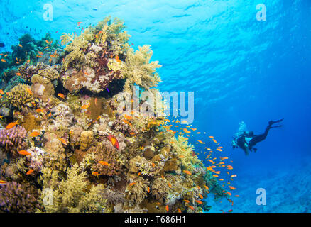 Vibrante barriera corallina in acque tropicali, con multi colorati coralli duri e molli circondato da Orange e pesce in argento, con il sole e la superficie dell'oceano Foto Stock
