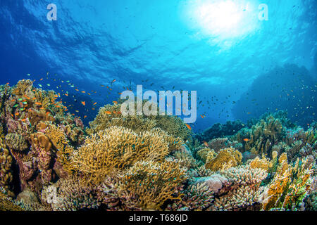 Vibrante barriera corallina in acque tropicali, con multi colorati coralli duri e molli circondato da Orange e pesce in argento, con il sole e la superficie dell'oceano Foto Stock