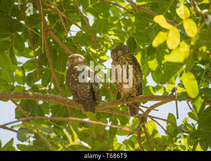 Due barking owls dormendo e arroccata su un albero tropicale in una giornata di sole a Darwin, in Australia Foto Stock