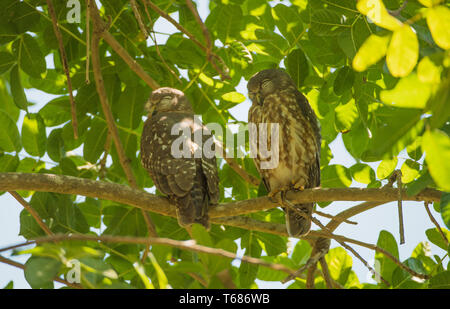 Due barking owls dormendo e arroccata su un albero tropicale in una giornata di sole a Darwin, in Australia Foto Stock