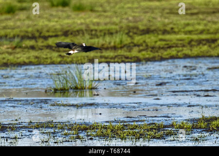 Un permanente (Pavoncella Vanellus vanellus),Steinhuder Meer,Germania. Foto Stock