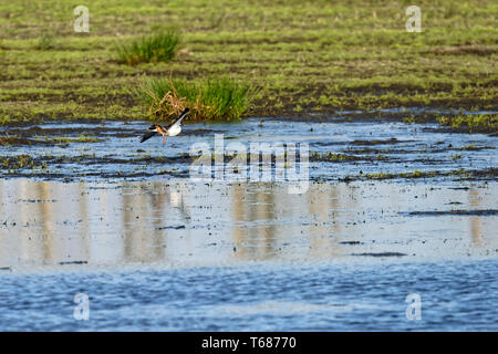 Un permanente (Pavoncella Vanellus vanellus),Steinhuder Meer,Germania. Foto Stock