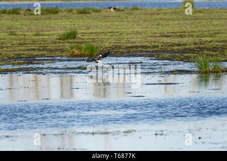 Un permanente (Pavoncella Vanellus vanellus),Steinhuder Meer,Germania. Foto Stock