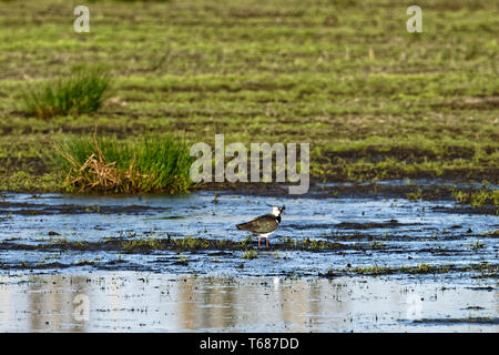 Un permanente (Pavoncella Vanellus vanellus),Steinhuder Meer,Germania. Foto Stock