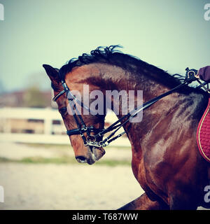 Brown stallone. Ritratto di uno sport marrone a cavallo. In sella a un cavallo. Cavallo purosangue. Cavallo bellissimo. Foto Stock
