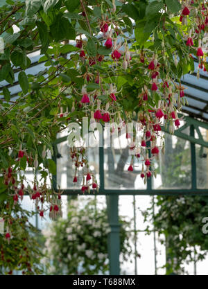 Incredibile fuchsias appesi al soffitto nelle serre reali di Laeken. Il castello di Laeken è la residenza del Re del Belgio. Foto Stock